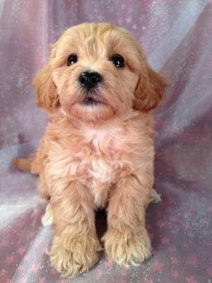 Male Apricot Miniature Schnoodle Pup for sale #4 Born 8-22-13  Schnoodles can be shipped by air for only $150.